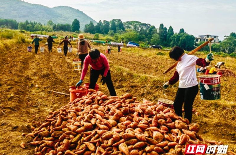 【红网时刻】临武：鎏金沃野“薯”光跃