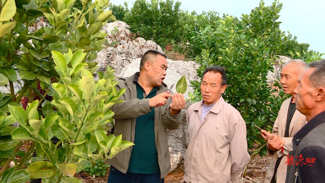 临武县农业综合服务中心：农技下乡开“良方”  柚子丰收有保障