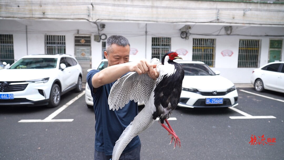 临武县林业局放生国家二级重点保护野生动物白鹇