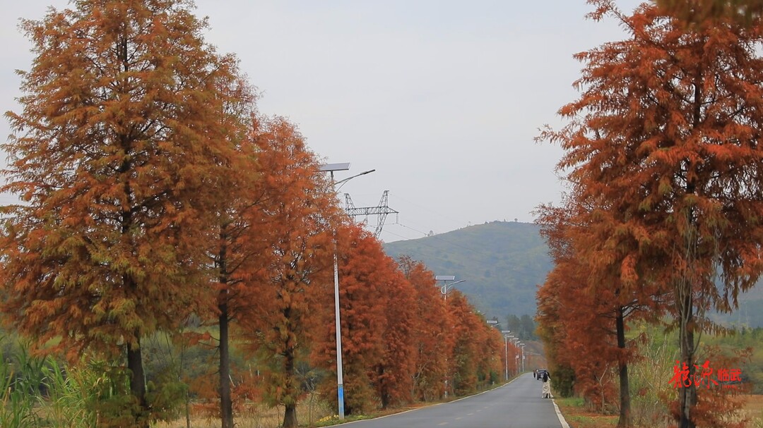 汾市：冬日水杉红 乡村公路美