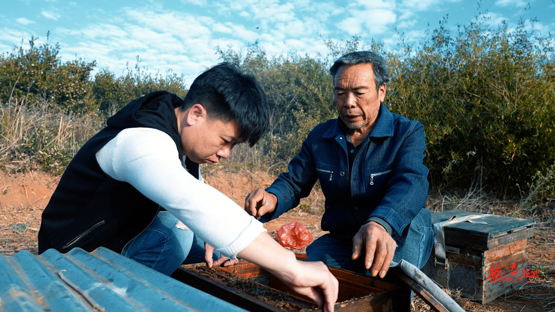 【微光启航·小人物的创业故事】深山养蜂人的“甜蜜”生活