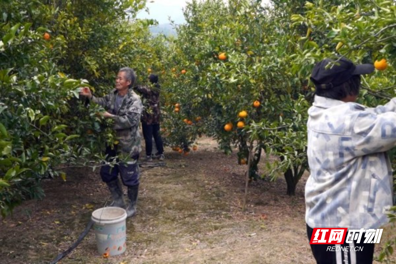 【红网时刻】临武：硕果累累！耙耙柑喜迎丰收