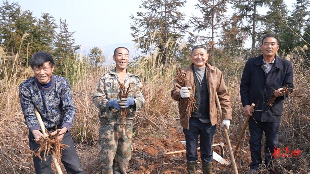 寻大山馈赠   品美味蕨根