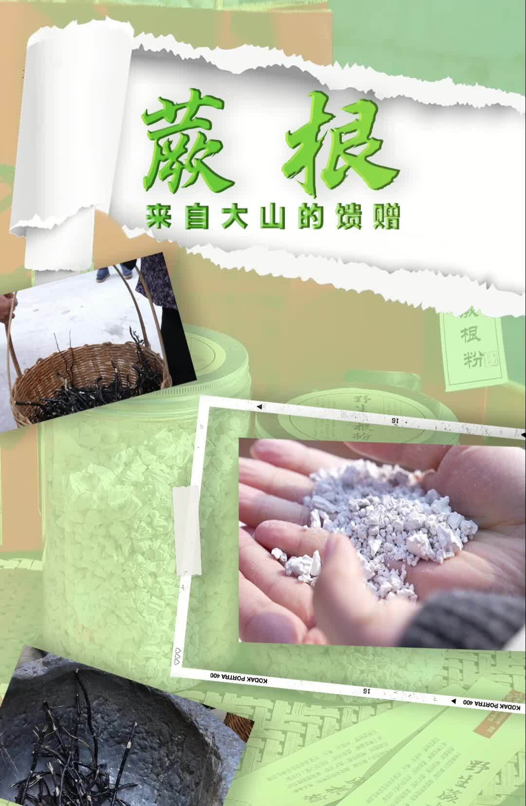 寻大山馈赠 品美味蕨根