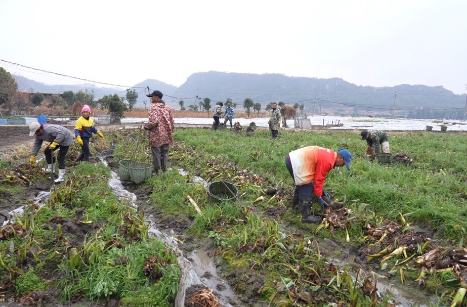 临武香芋错峰上市俏销全国