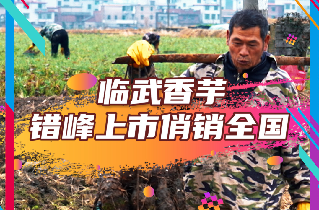 三农｜临武香芋错峰上市俏销全国