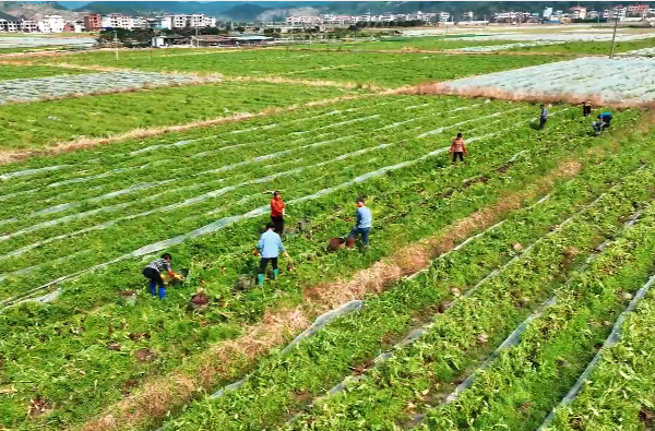 【学习强国】三农｜郴州临武：香芋错峰上市俏销全国
