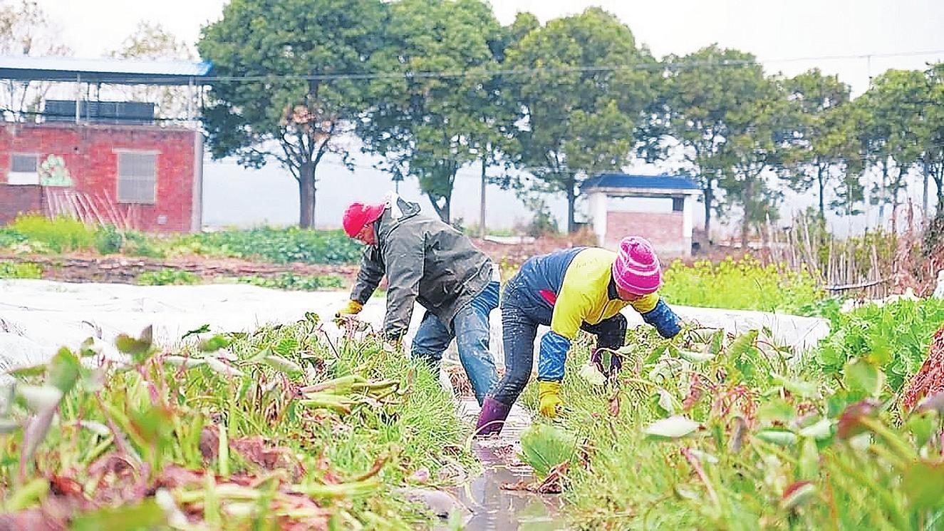 【郴州日报】临武县香芋错峰上市俏销全国