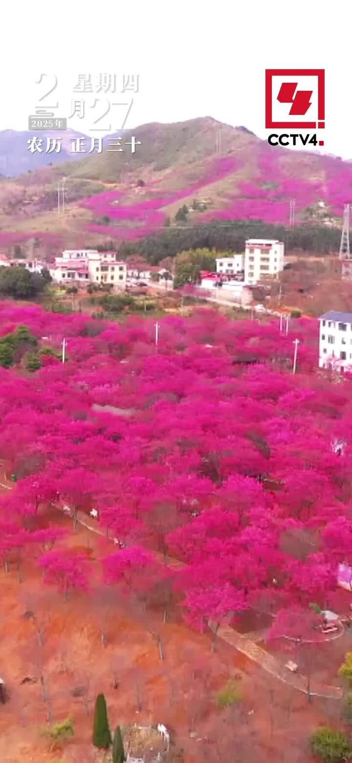 春风拂面樱花舞 郴州大地香满园