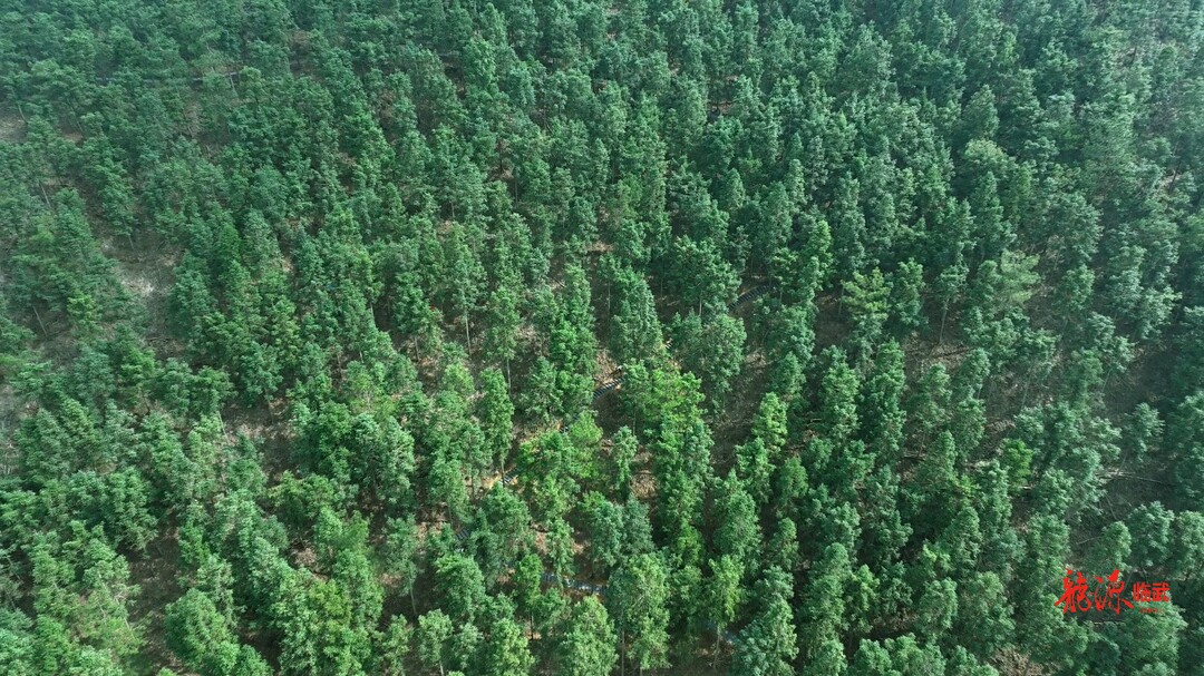 西山国有林场：科学育苗 补植焕新绿