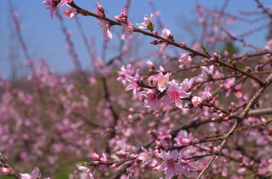 花开四季·相约临武：临武桃花盛宴等你来