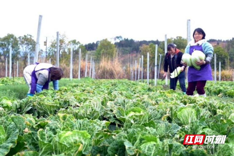 【红网时刻】临武县汾市镇：“家门口车间” 拓宽乡村振兴就业“致富路”