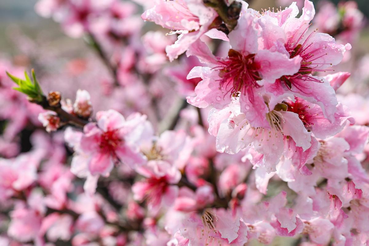 【中国日报（海外英文版）】Tourists flock to Linwu county for peach blossom spectacle