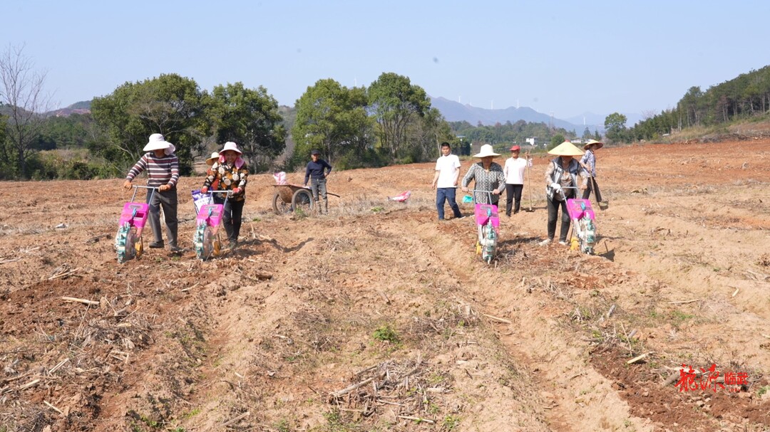 【新湖南】临武：科技赋能春耕 复合种植促增收