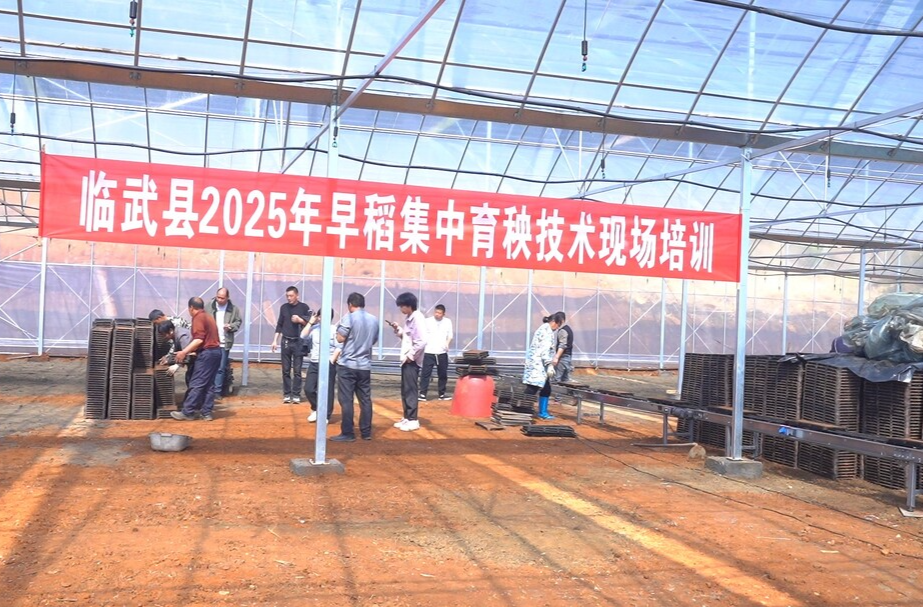 乡村“新”号角 | 大棚育好“苗” 走出新“稻”路
