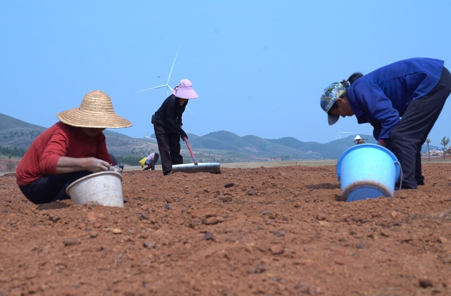 乡村新“号”角 | 镇南 ：荒山变“姜”山 科技助振兴