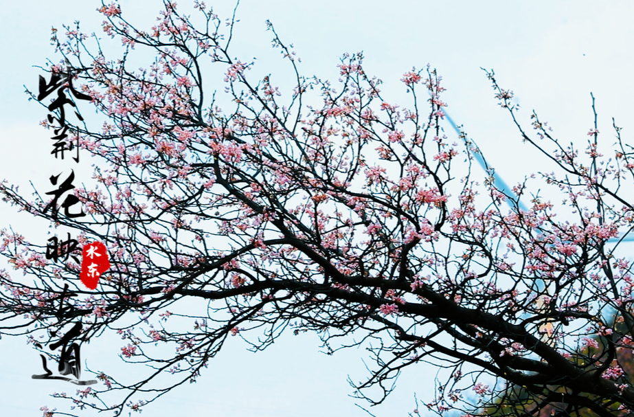 临武水东长竹园 紫荆花映古道
