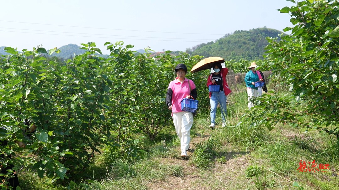 乡村新“号”角｜龙归坪：桑葚采摘季来袭  周末打卡正当时