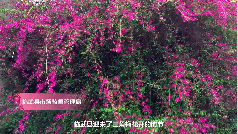 【学习强国】亲自然｜郴州市临武县：三角梅盛放引客来 生态美景绘就城市新名片