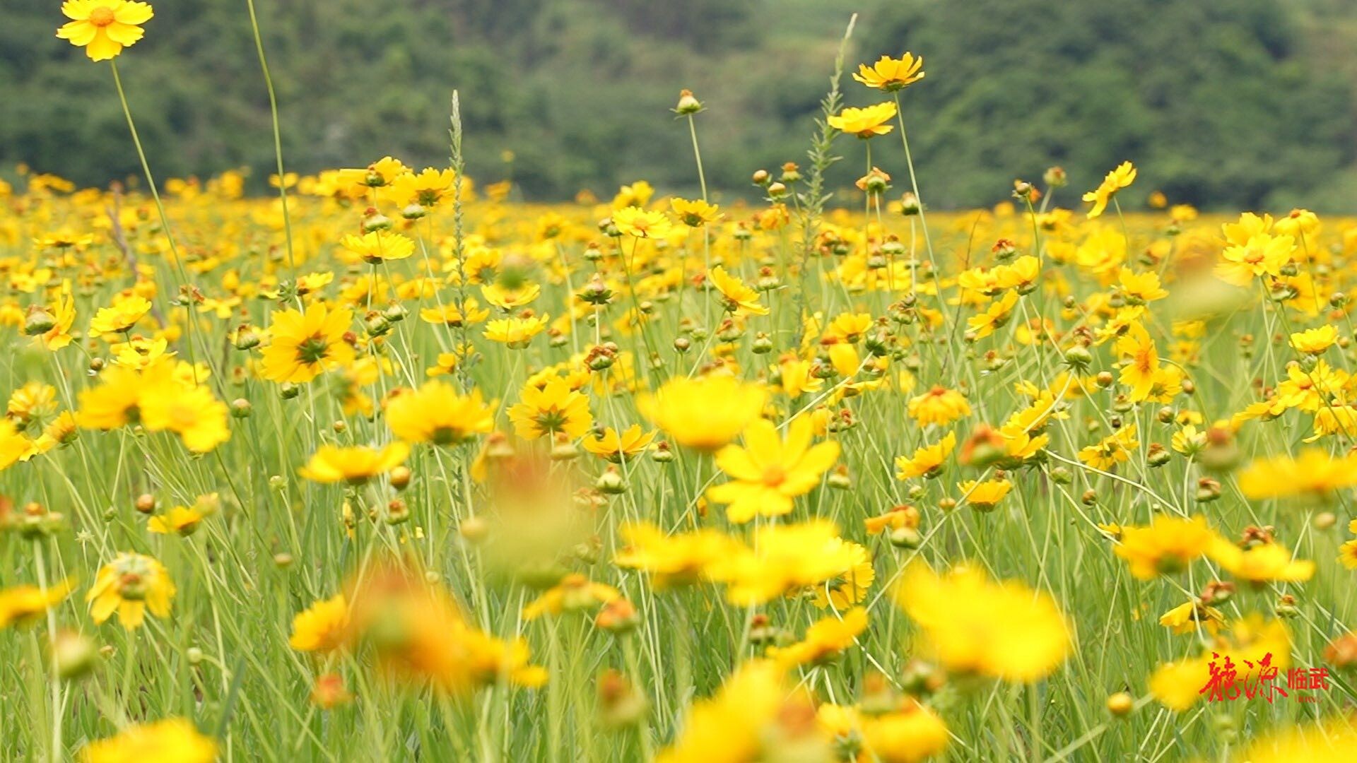 香花镇：金鸡菊绽放 扮靓初夏好风光