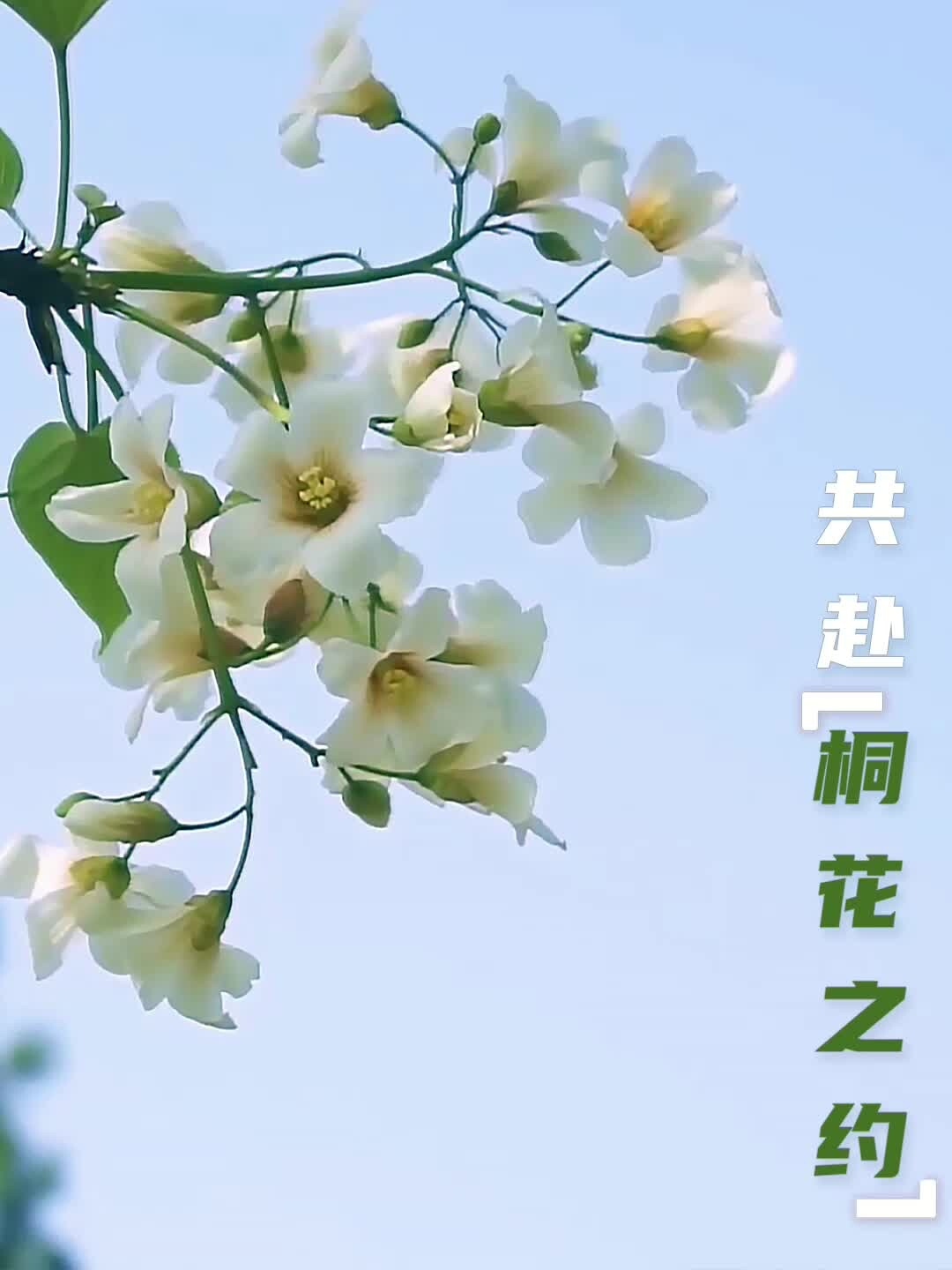 共赴“桐花之约”！千亩野生油桐花开成海