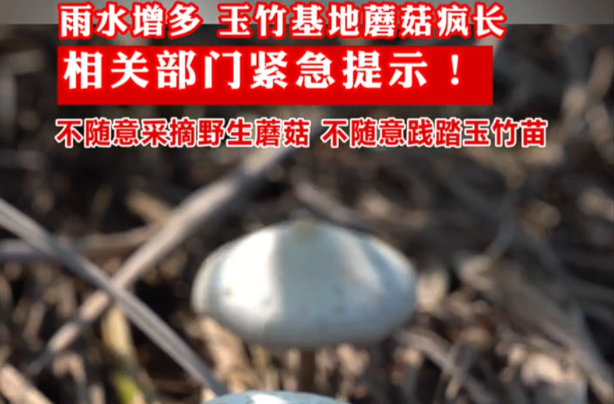 玉竹基地的 “蘑菇危机”