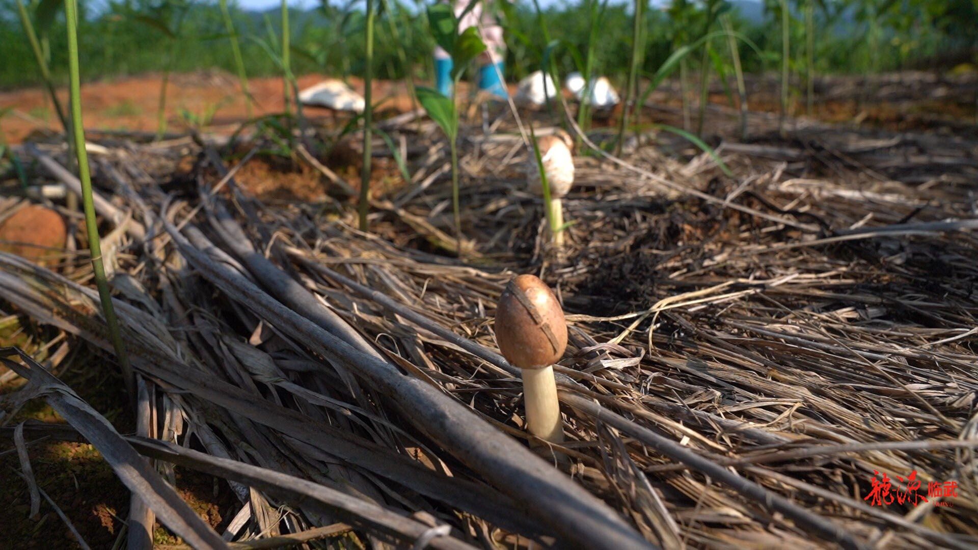 玉竹基地的 “蘑菇危机”