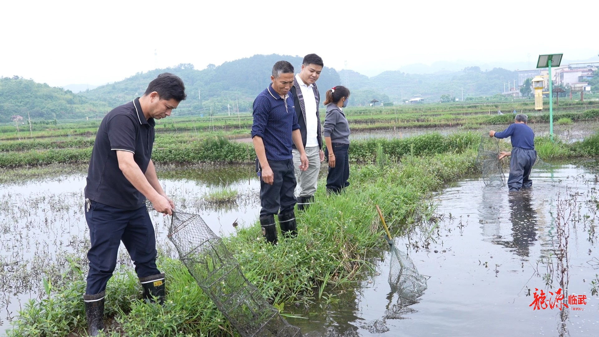 【新湖南】虾稻轮作！临武县塘下村生态养殖助农增收，预计户均增收达2万元