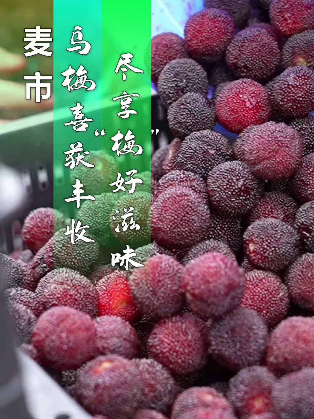 临武麦市：乌梅喜获丰收 尽享“梅”好滋味