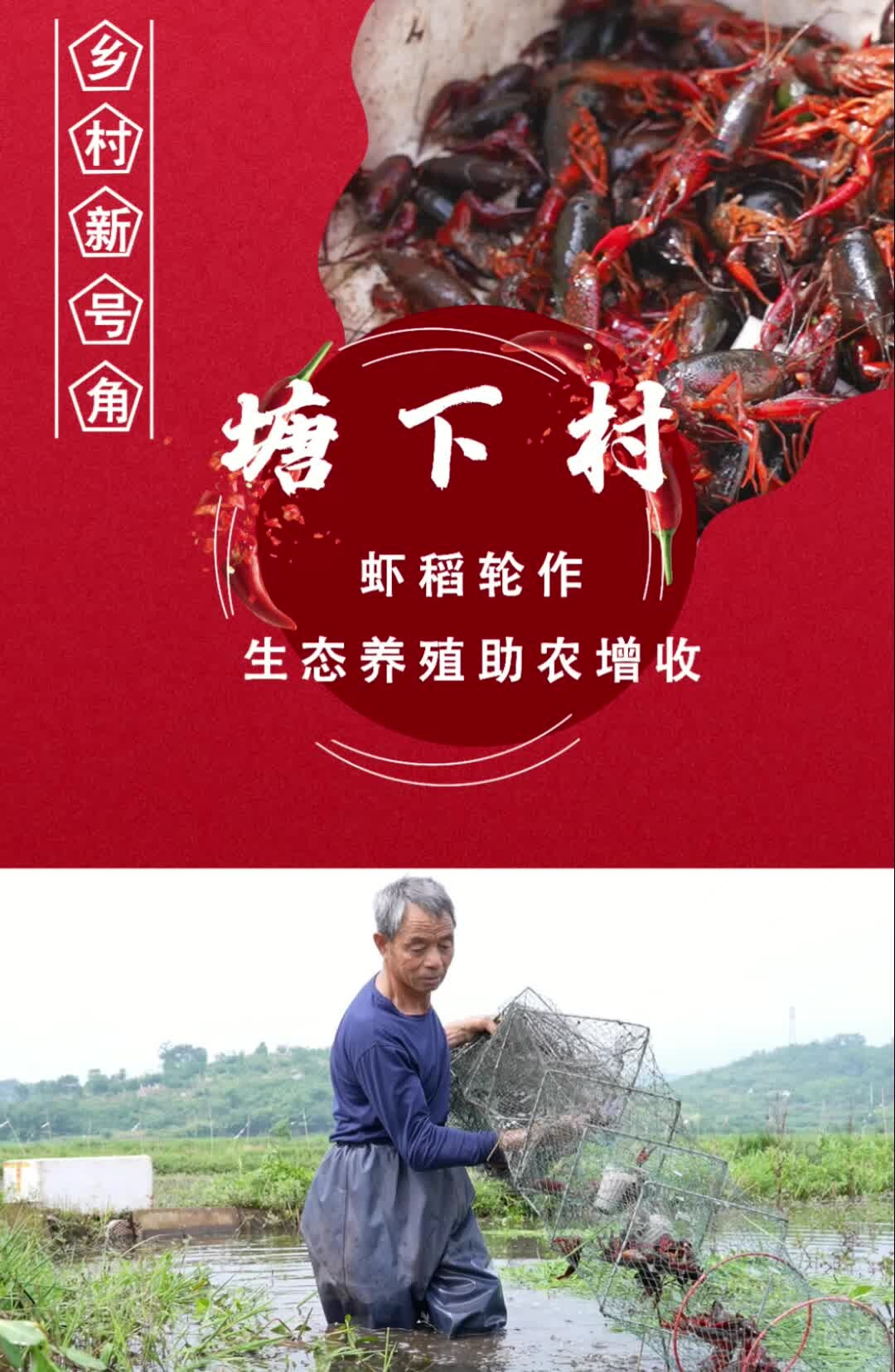 临武塘下村：虾稻轮作 生态养殖助农增收