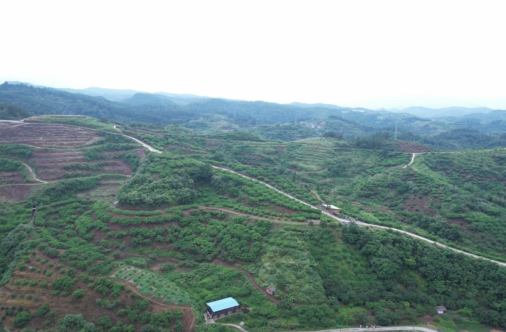 乡村新“号”角｜黄皮山：2000亩红心桃“甜蜜”上市