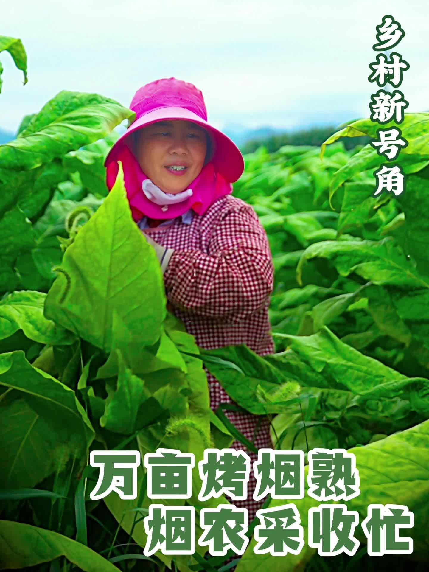 临武万亩烤烟熟 烟农采收忙