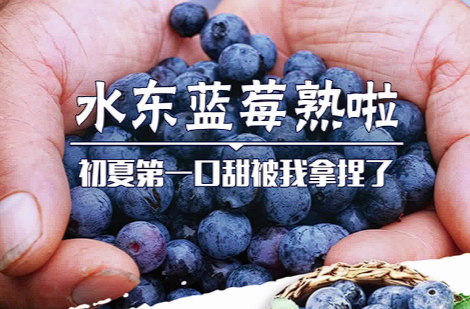 水东蓝莓熟啦！初夏第一口甜被我拿捏了