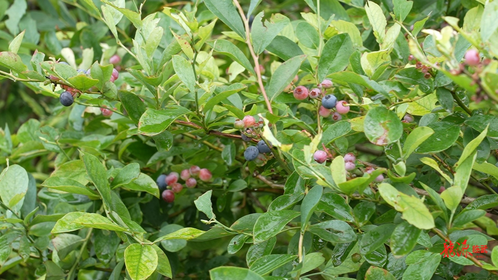 水东：蓝莓甜蜜上市 开启“莓”好初夏