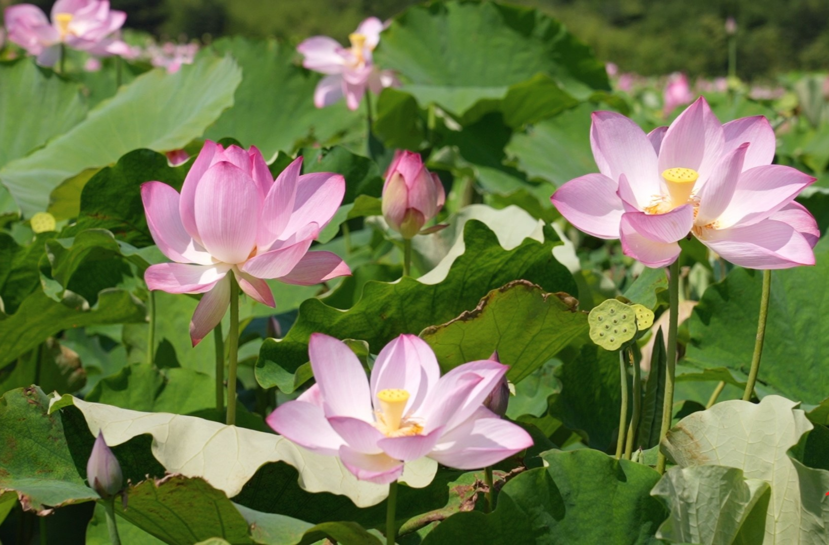 鄉(xiāng)村新“號(hào)”角｜萬(wàn)水：百畝荷花競(jìng)綻放