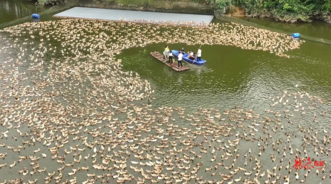 【新湖南】《主厨湘遇记》栏目组走进临武 探寻临武鸭美食文化
