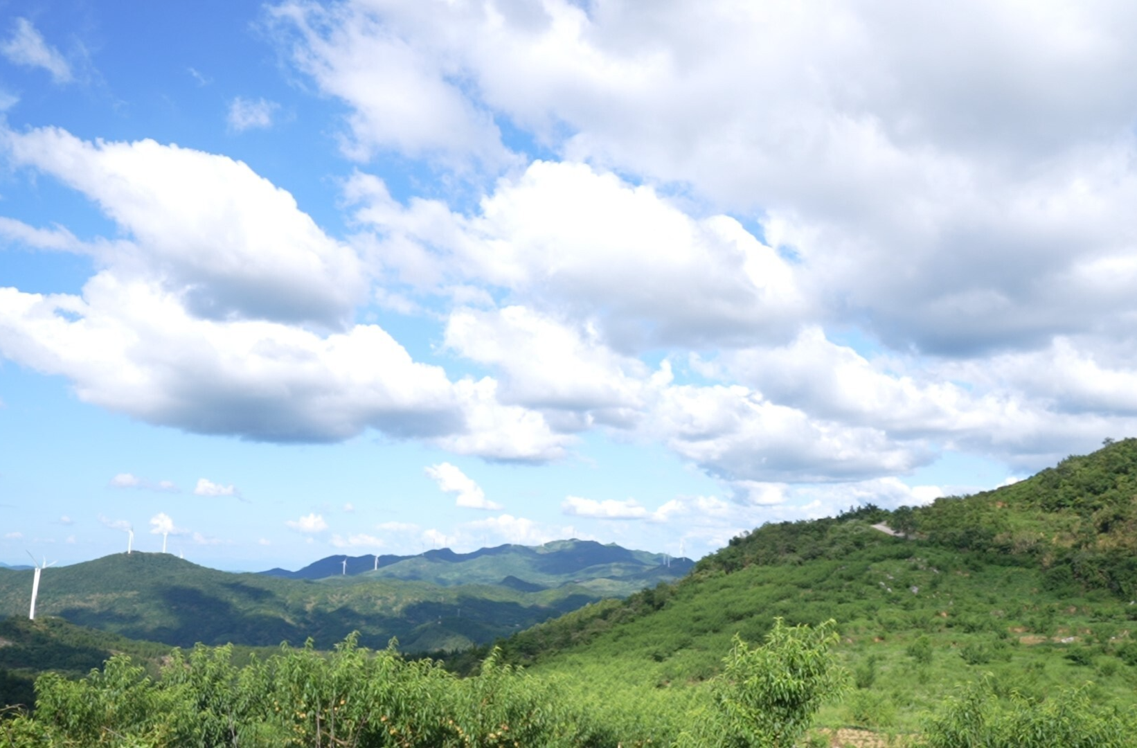 南強：殘疾果農(nóng)遇銷售難題 多方助力2萬斤鷹嘴桃一周售空