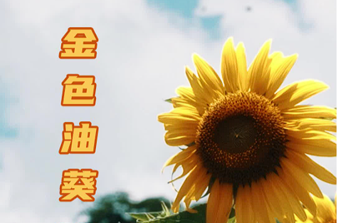 金色油葵繪就鄉(xiāng)村振興“金色畫卷”