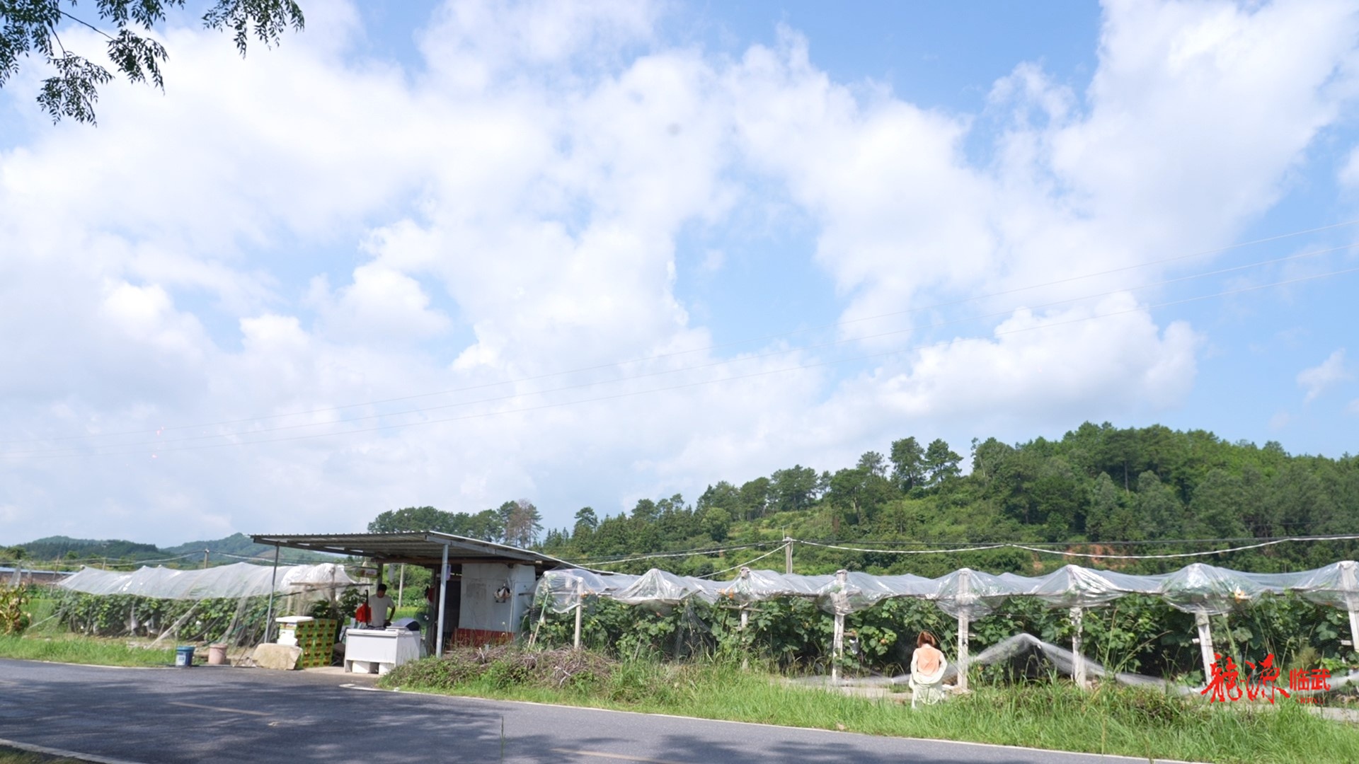 乡村新“号”角｜夏日“萄”金  太和村葡萄园迎来采摘季