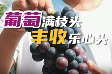 武水鎮(zhèn)太和村：葡萄滿枝頭 豐收樂心頭