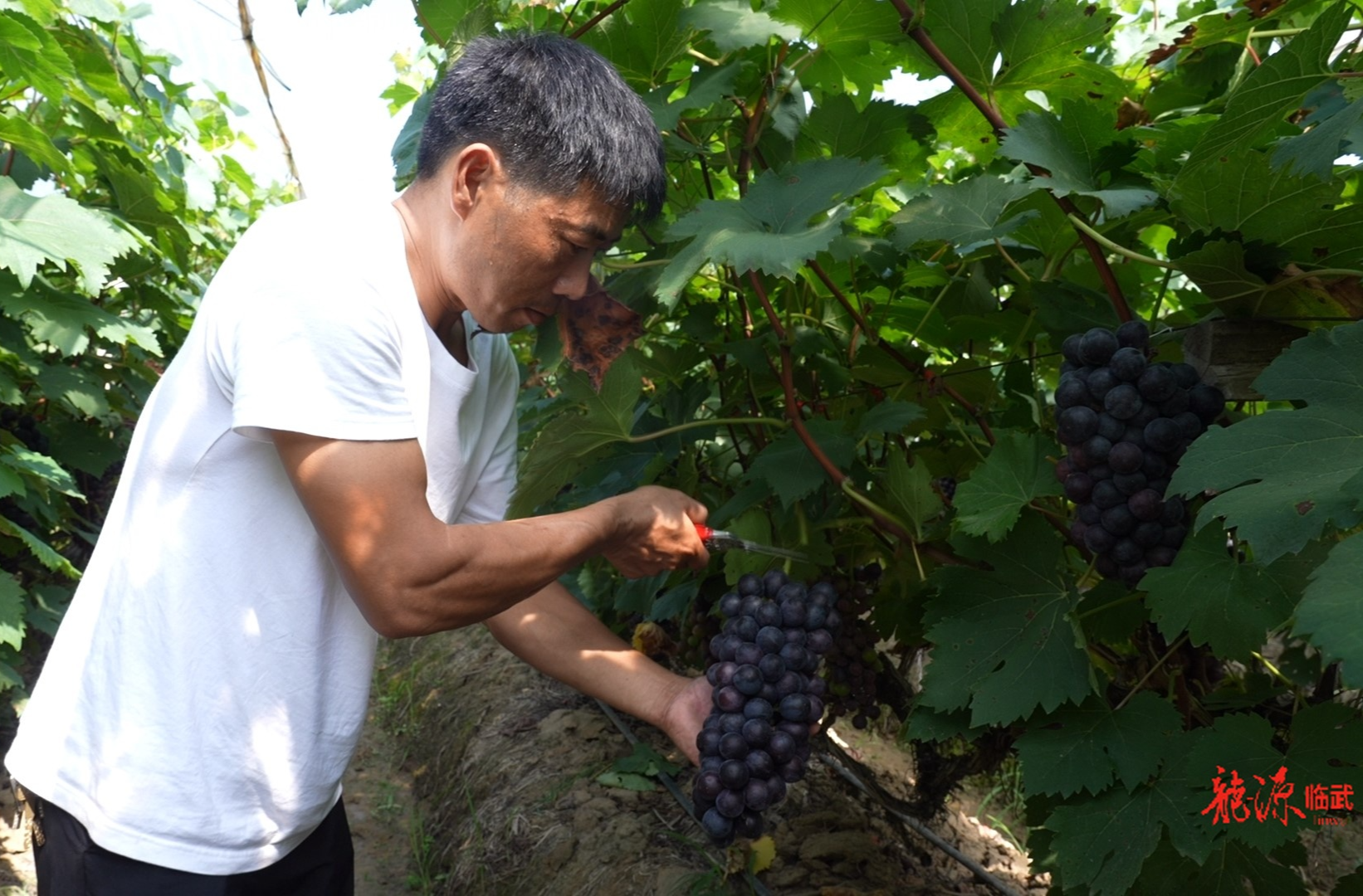 乡村新“号”角｜夏日“萄”金  太和村葡萄园迎来采摘季