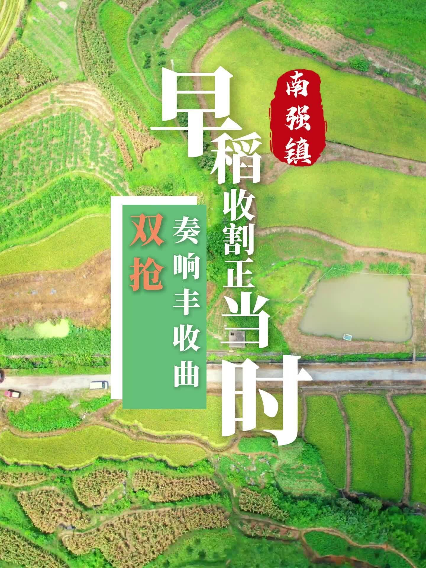 早稻收割正當(dāng)時(shí) “雙搶”奏響豐收曲
