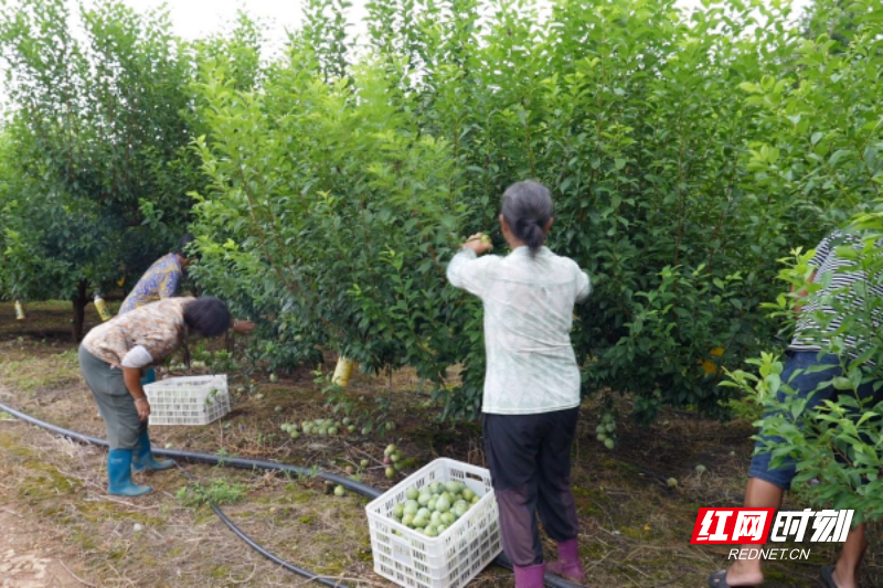 【学习强国】临武：柰李飘香产业兴 错峰上市促增收