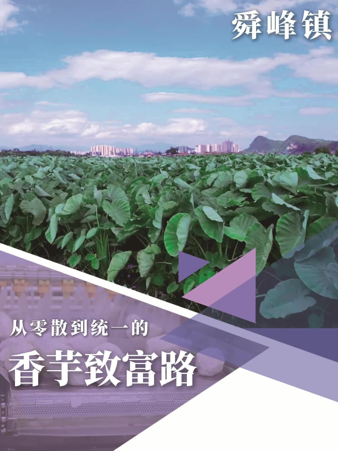 舜峰镇：从零散到统一的香芋致富路