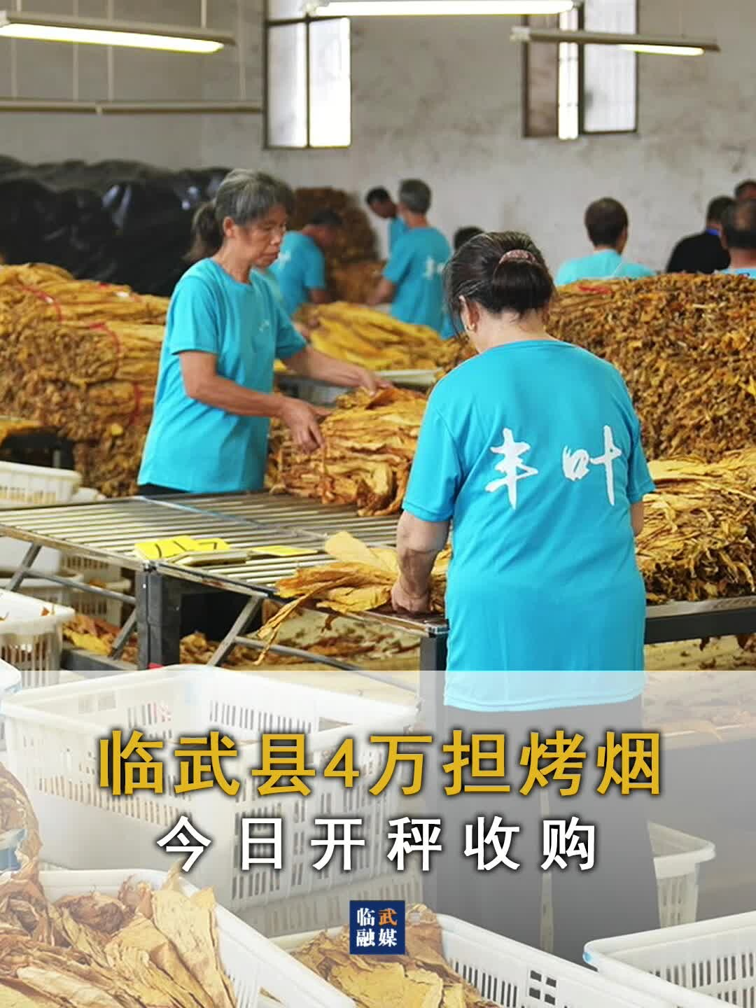 臨武縣4萬擔(dān)烤煙今日開秤收購
