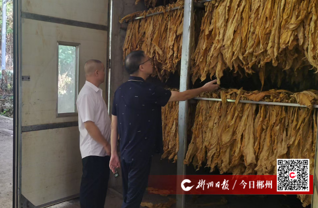 【学习强国】特色农业 | 郴州临武：推进烟稻轮作助农增收