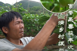 花塘：百香果喜获丰收 “甜”满乡村振兴路
