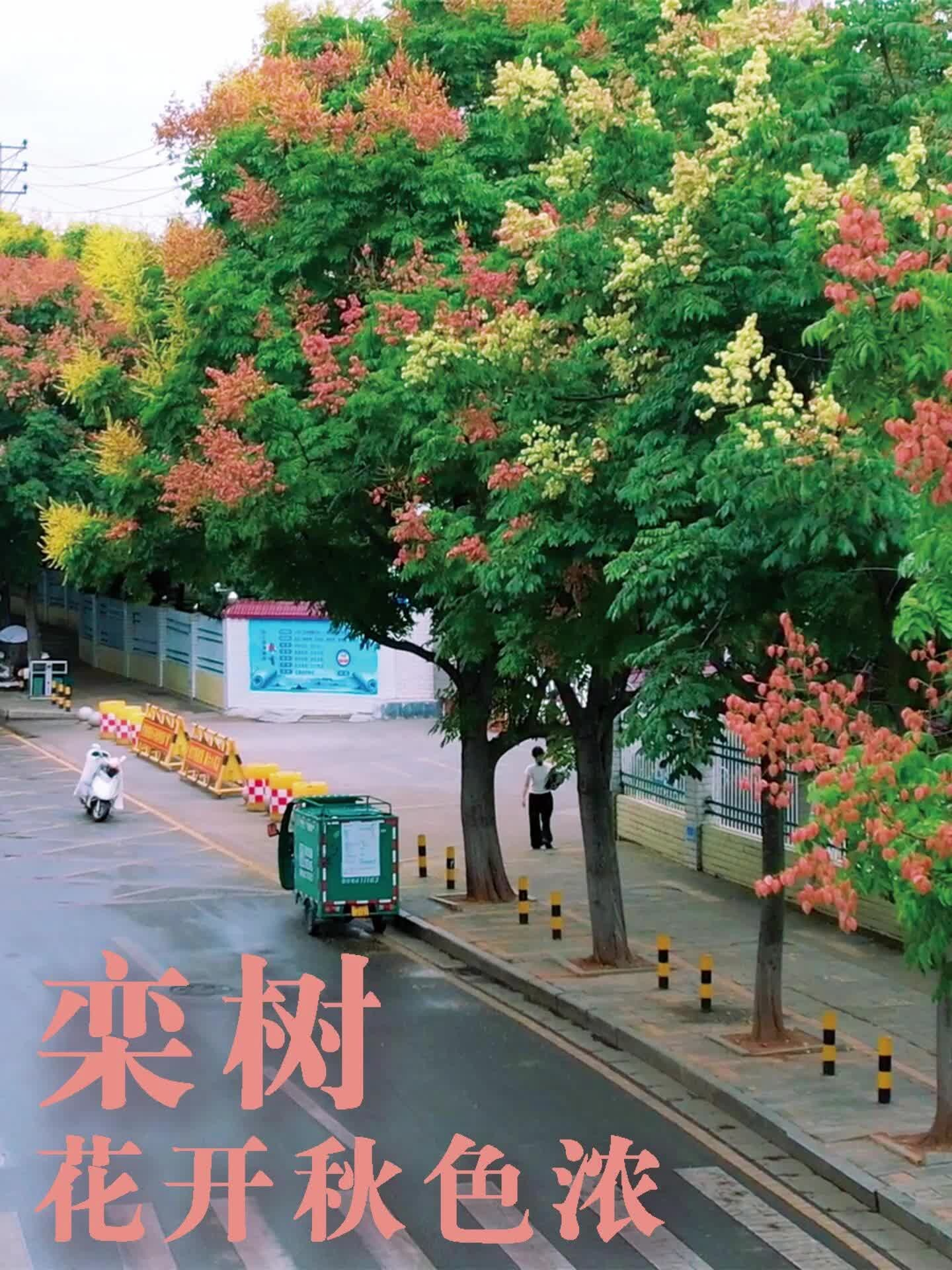 航拍臨武｜欒樹花開秋色濃