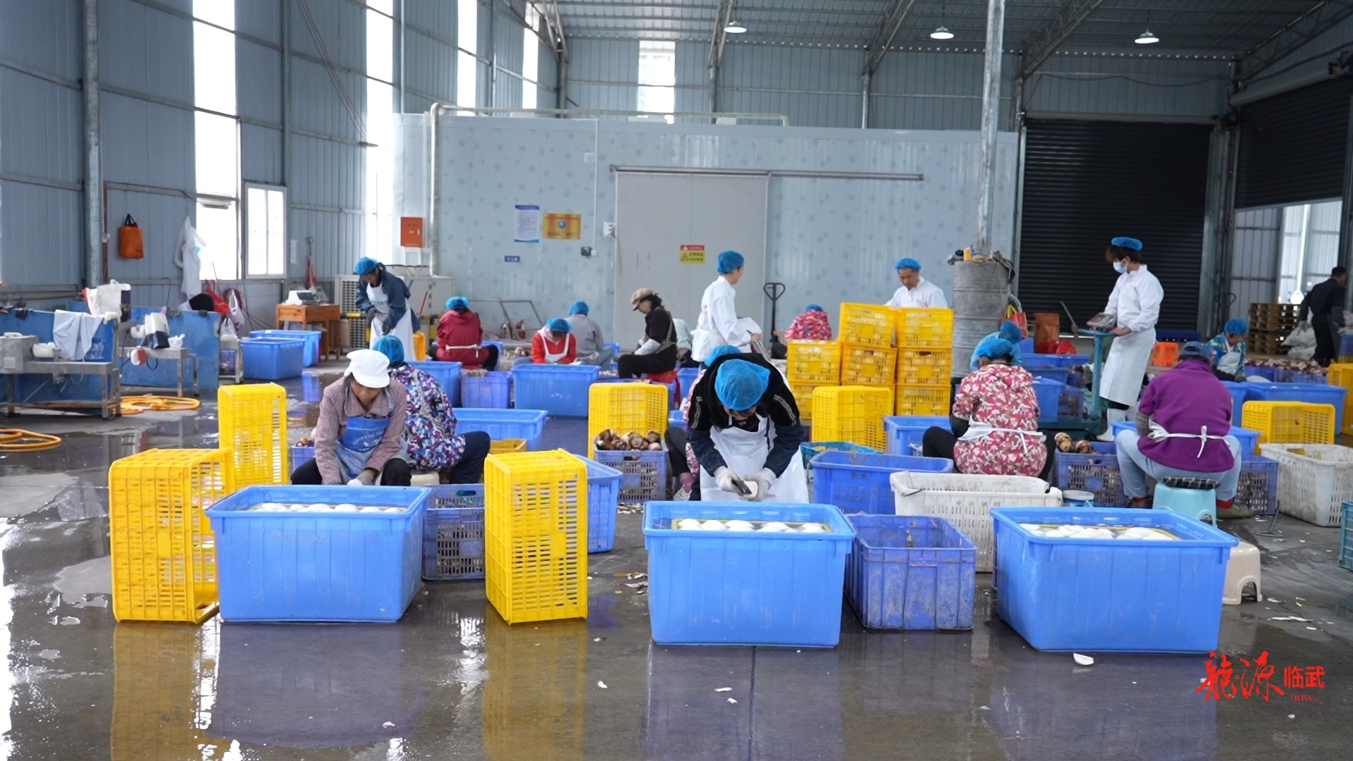 乡村新“号”角｜全产业链发力 临武香芋“身价”倍增