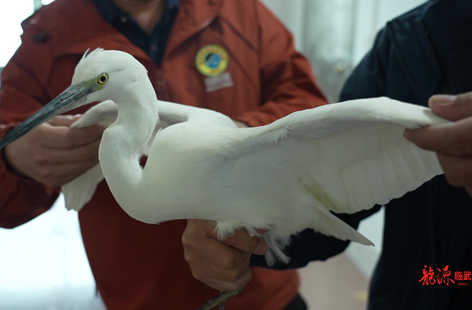临武成功救助迁徙候鸟 守护“生命通道”